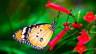 Tropischer Schmetterling sitzt auf einer Blüte