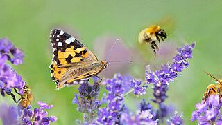 A yellow and black butterfly sits on a purple flower