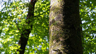 Ausschnitt eines Baumstammes vor waldigem Hintergrund