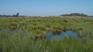 Blick auf eine Moorfläche mit Wasser, im Hintergrund blauer Himmel und einige Baumgruppen