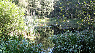 Naturnahes Gewässer mit Wasserpflanzen und Bäumen am Ufer, Spiegelung der Vegetation auf der Wasseroberfläche