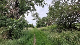 Ein Feldweg, rechts und links vom Weg Bäume und Sträucher. 