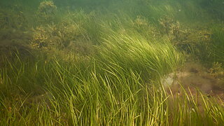 Seegras unter Wasser in der Ostsee.