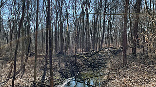 Wald mit kahlen Bäumen und einem kleinen Bach, über den mehrere umgestürzte Äste liegen