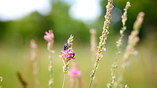 Nahaufnahme einer schwarzen Käferart auf einer pinken Blüte in einer Wiese mit unscharfem Hintergrund.