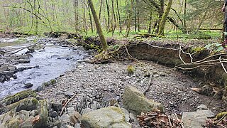 Ein Fließgewässer an einem Waldrand, der Uferbereich ist sandig und steinig. 