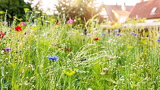 Eine Blumenwiese neben Häusern
