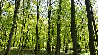 Mehrere grün belaubte Bäume