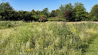 eine blühende Wiese, im Hintergrund einige Bäume 