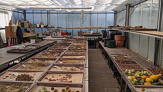 Getrocknete Pflanzen im Gewächshaus