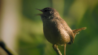 Vogel im Wald