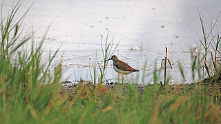 Ein Vogel sitzt auf einer Wiese, die an Wasser angegrenzt.