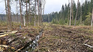 Blick auf eine Moorlandschaft mit Graben und Bäumen. Ein Teil der Bäume wurde gefällt, die Stämme liegen neben dem Graben. 
