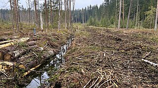 Blick auf eine Moorlandschaft mit Graben und Bäumen. Ein Teil der Bäume wurde gefällt, die Stämme liegen neben dem Graben. 