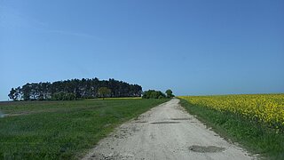 Ein nichtbefestigter Weg entlang eines Rapsfeldes und einer bewachsenen Fläche, im Hintergrund Bäume