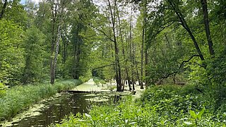 Ein Wald mit Bäumen, die z.T. im Wasser stehen