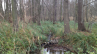 Wald mit kahlen Bäumen und dichtem Gras an einem kleinen Bachlauf mit hölzernen Uferbefestigungen