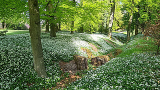 Ein kleiner, trockener Graben durchzieht ein mit blühendem Bärlauch bewachsenes Waldstück