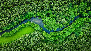 ein Wald mit durchkreuzendem Fluss aus der Vogelperspektive