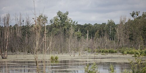 Nasse Moorflläche mit Bäumen im Hintergrund
