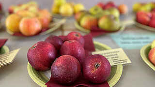 Obstsortenschale auf dem Streuobstwiesenaktionstag 2022