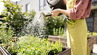 Eine Person gießt Pflanzen in einem Hochbeet