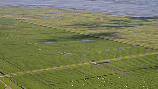 Salzwiesen und Wattenmeer zwischen Neßmersiel und Hilgenriedersiel.