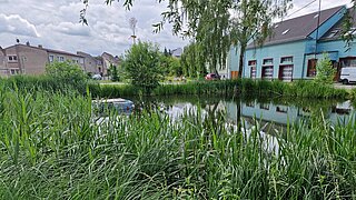Blick auf einen zugewachsenen Teich, im Hintergrund mehrere Gebäude