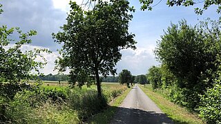 Ein Feldweg, an den Seiten Bäume und Sträucher