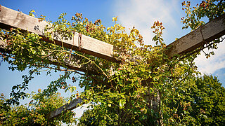 Eine Pergola wird von grünen Ranken umschlungen.
