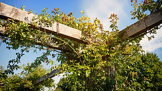 Eine Pergola wird von grünen Ranken umschlungen.