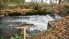 Naturnahes Gewässer und eine Fischattrappe