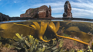 Braunalgen unter der Wasseroberfläche und Felsen vor einem blauen Himmel.
