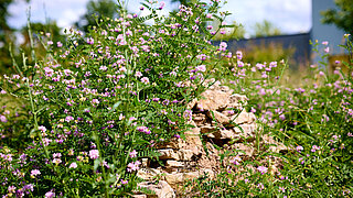 Grüne Wildpflanzen mit kleinen rosa Blüten wachsen neben einem niedrigen, unregelmäßigen Steinwall unter blauem Himmel.