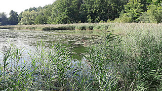 Gewässer vor der Renaturierung