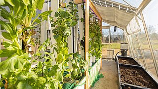 Pflanzenranken an einem Holzgestell im Gewächshaus im Schulgarten in Kolkwitz