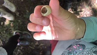 Nussjagd: eine Hand hält eine leere Nussschale