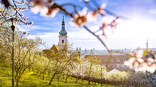 Frühlingshafte Parklandschaft mit blühenden Bäumen, gewundenem Weg und Kirchturm im Hintergrund