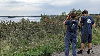 Vogelmonitoring am Werbeliner See