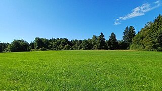 Eine Grünfläche, am Rand stehen Bäume