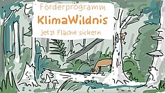 Zeichnung von einem Reh und einem Specht im Wald, darüber steht: Förderprogramm Klimawildnis, jetzt Flächen sichern 