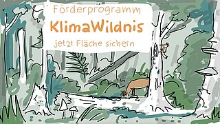 Zeichnung von einem Reh und einem Specht im Wald, darüber steht: Förderprogramm Klimawildnis, jetzt Flächen sichern 