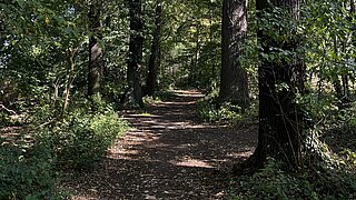 Weg im Stadtwald vor der Neugestaltung