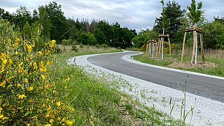 Ein blühender Busch vor einem Radweg