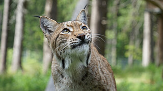 Close-up of a lynx in the forest