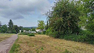 Ein Weg an einem Wiesenrand vorbei, an der Seite Sträucher. Der Weg führt in Richtung einer Ortschaft, im Hintergrund sind Gebäude zu sehen. 