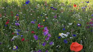 Many different colorful flowers on a green meadow.