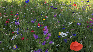 Many different colorful flowers on a green meadow.