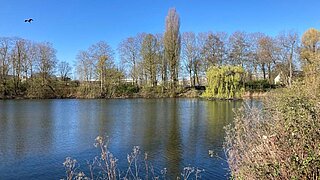 Ein Weiher, umgeben von Bäumen. 