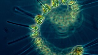 Das Foto zeigt ein Plankton in Nahaufnahme.